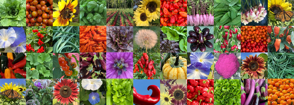 Torch Lake Co-op growers look forward to Earth Day and our annual plant sale every year