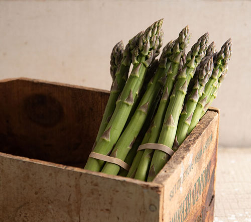 Asparagus - Millenium