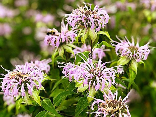 Bee Balm - Wild Bergamot