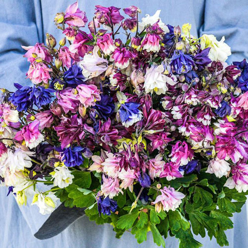 Columbine - Double Mixed