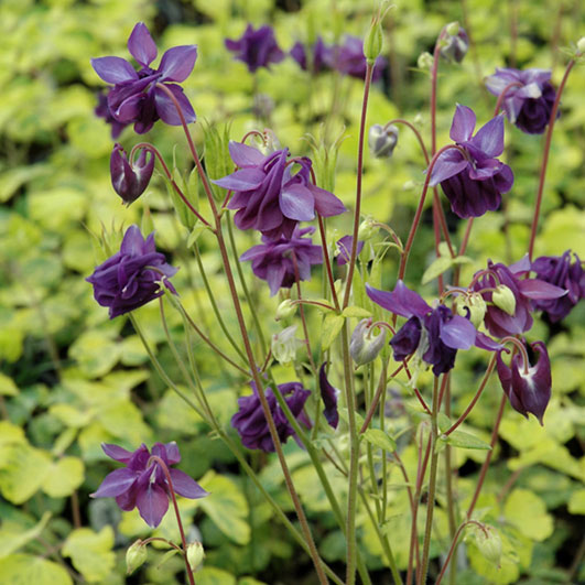 Columbine - Leprechaun Gold