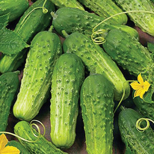 Chicago Pickling