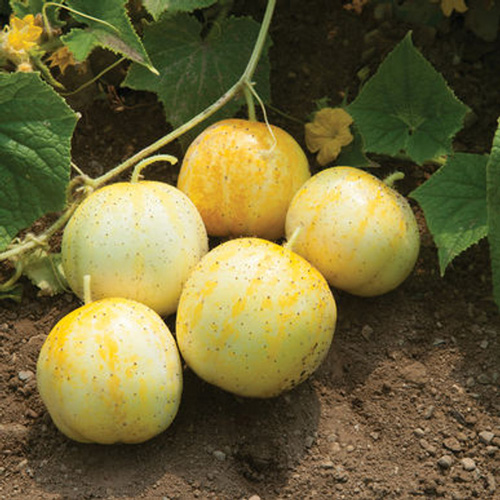 Lemon Cucumber