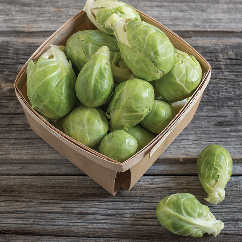 Brussels Sprouts- Dagan