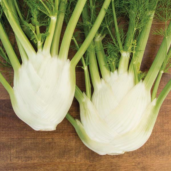Fennel- Finale