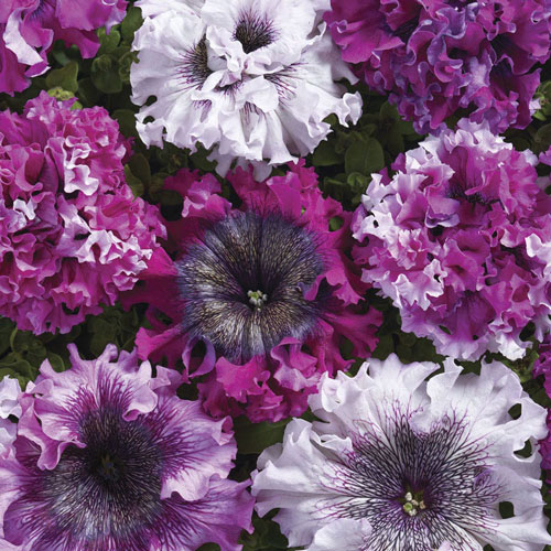 Petunia - Superbissima Cerny's Triumph