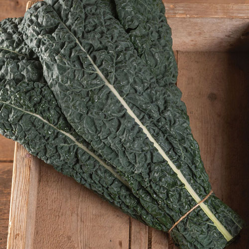 Kale, Lacinato - Mamba