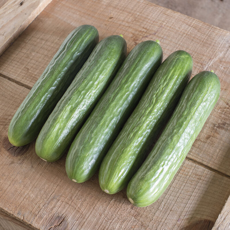 Katrina Cucumber