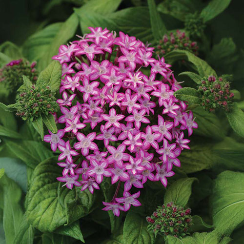 Pentas - Glitterati Purple
