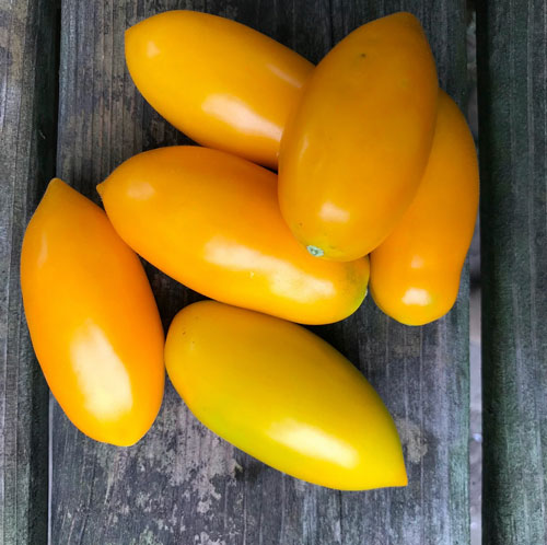 Pirkistine Yellow