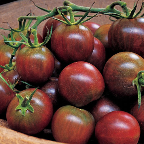 Black Cherry