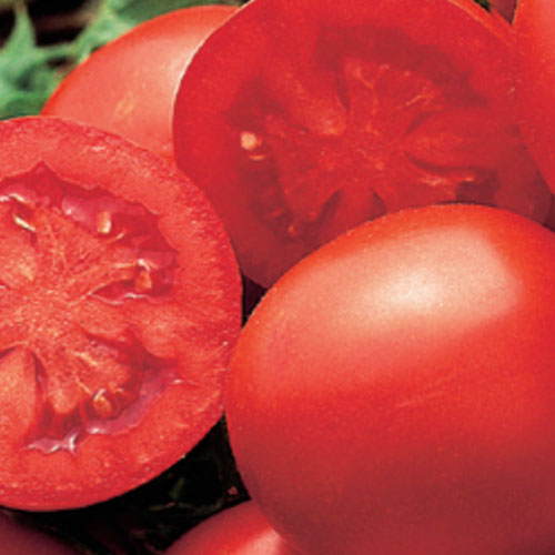 Slicing Tomato - Blue Ribbon