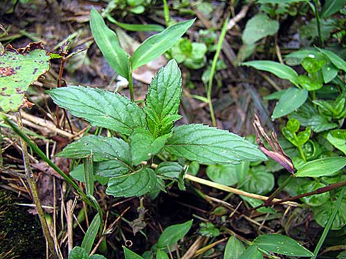 Mint, Wild