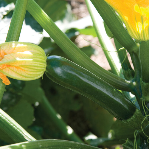 Green Machine Zucchini